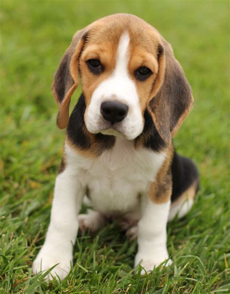 13 Inch Beagle Puppies For Sale In California