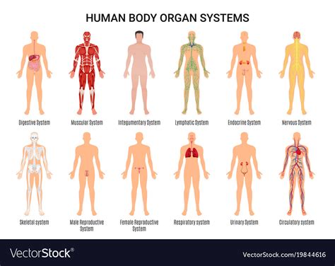 13. The Human body