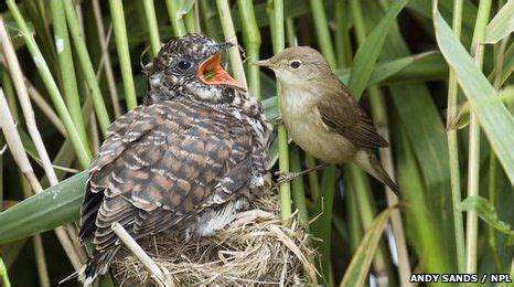 13. cuckoo/warbler relationship