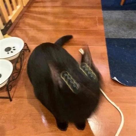 15+ CatThieves That Were Caught RedPawed Bored Panda