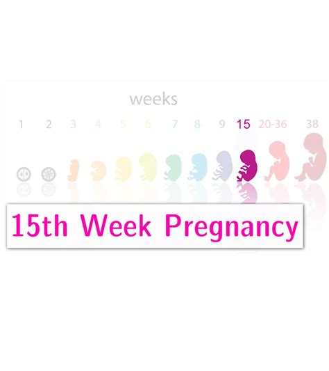 15 Weeks of Pregnancy: What to Expect and Your Baby's Development Milestones