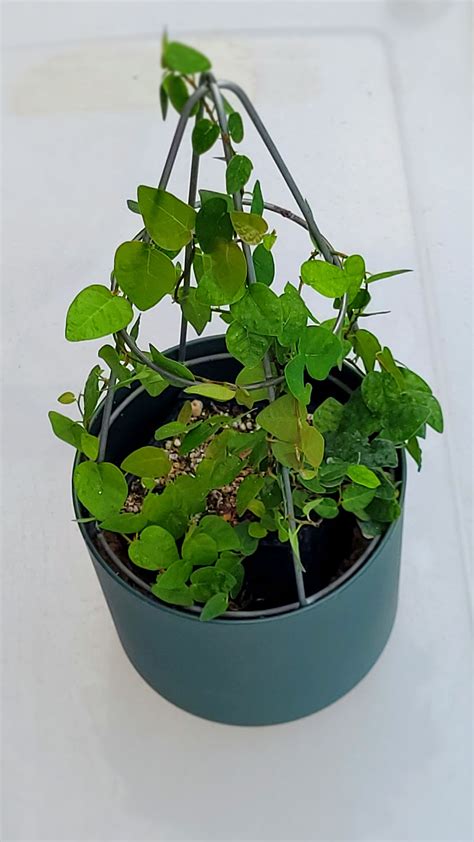 15. Frame a view with topiary