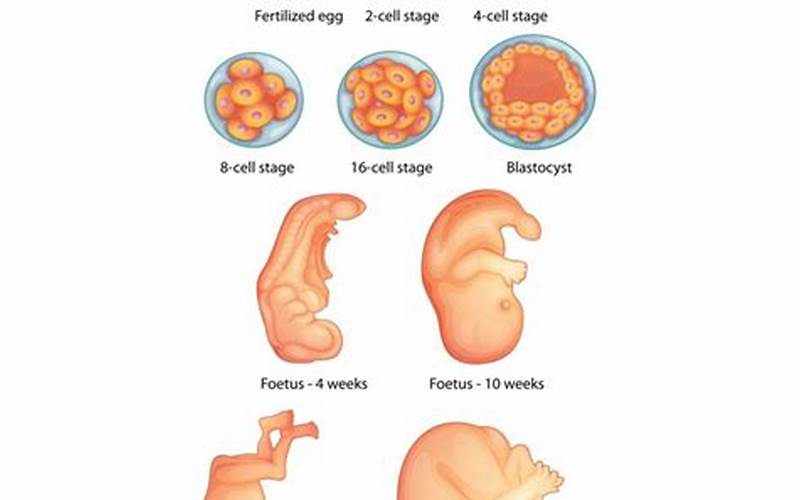 16 Weeks Old Baby Development