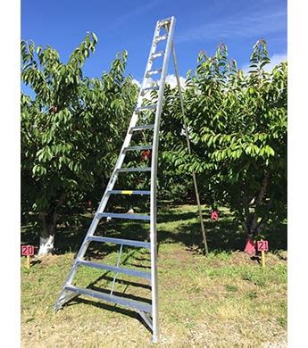 16 foot orchard ladder
