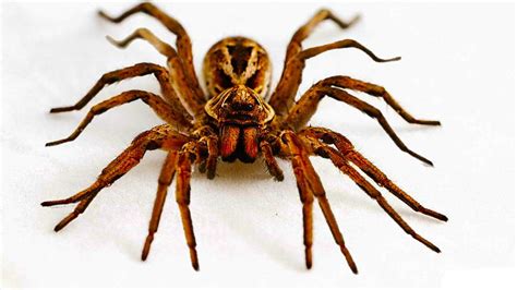 Discover the Fascinating World of the 16 Legs Spider: Nature's Most Unusual Arachnid