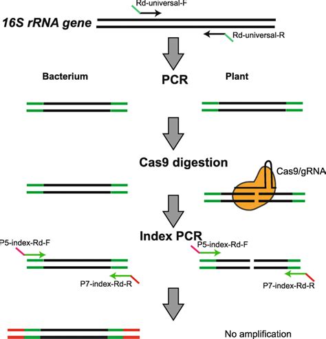 16s rrna gene sequencing primer