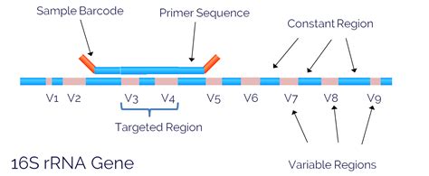 16s rrna gene structure