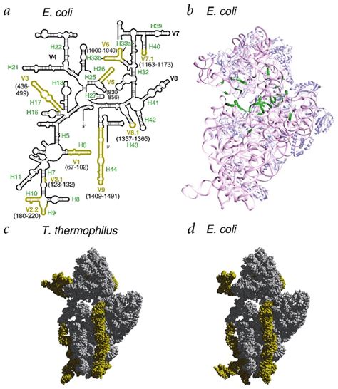 16s rrna tertiary structure