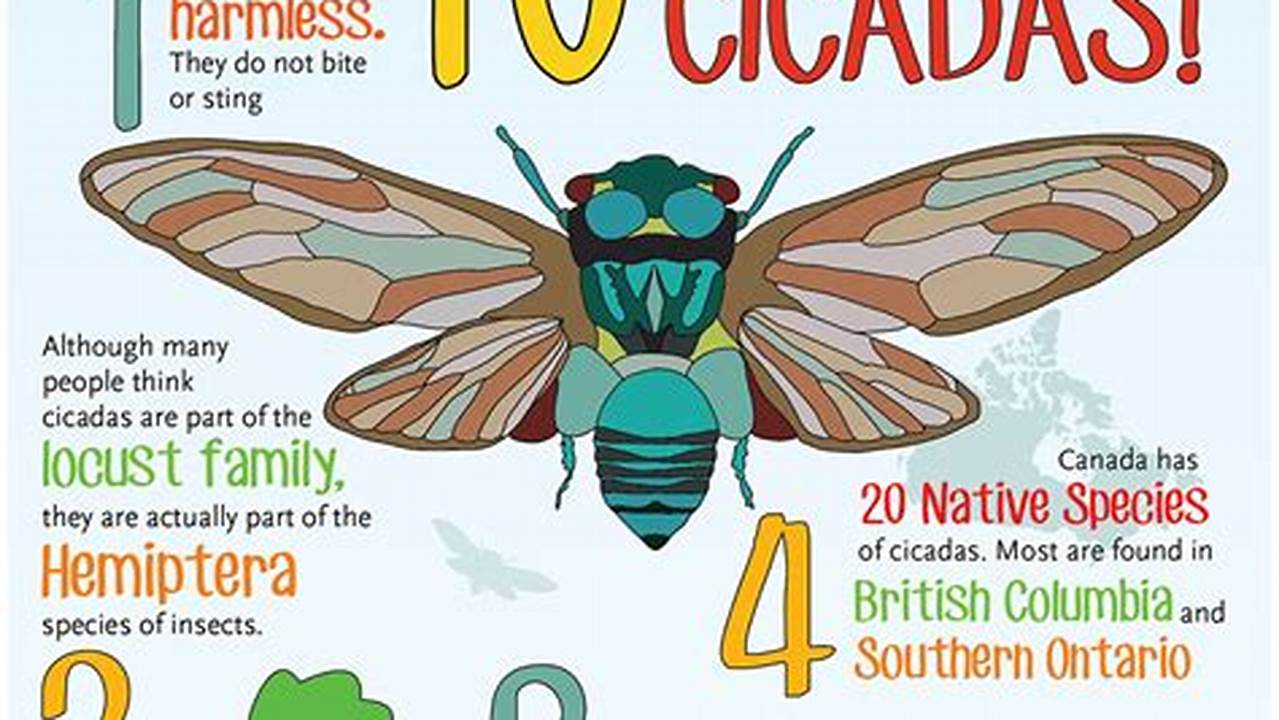 17 Year Cicadas In Illinois 2024