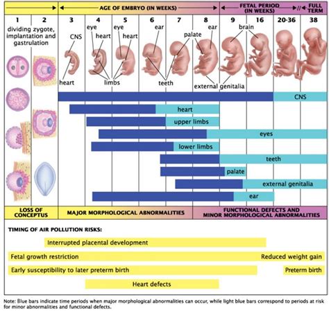 17 week fetal development chart