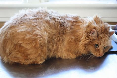 17 year old cat matted fur