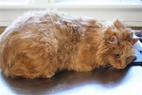 17 year old cat matted fur