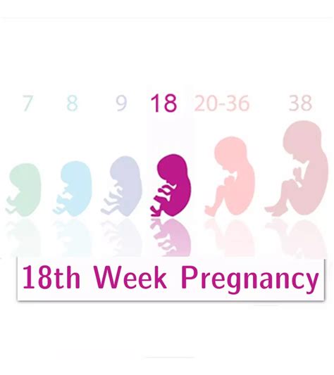 What to Expect at 18 Weeks Gestation Pregnancy Milestones