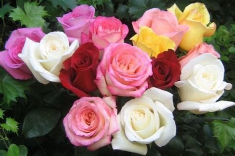 19 kandungan bunga mawar yang bermanfaat bagi manusia
