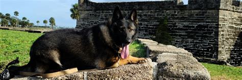 1st Foundation Dogs