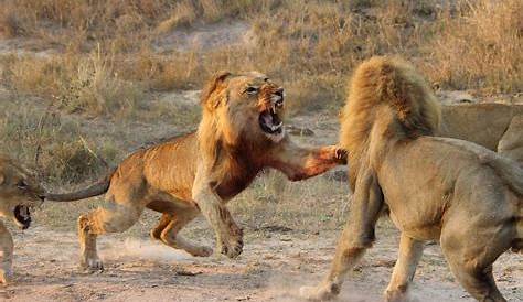 2 Male Lions Fighting Incredible Fight Between Two Mirror Online