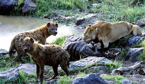 Hyenas vs 2 young male Lions over a kudu kill 