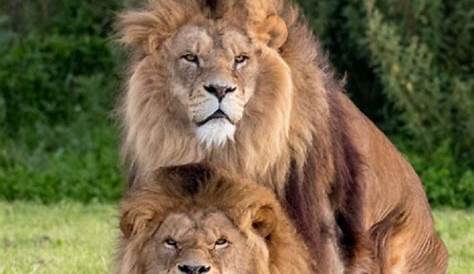 2 Male Lions Mate Mating Pair Of Lion Stock Photo. Image Of Tree, Sitting