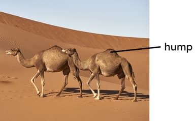 2 ) hump your selection