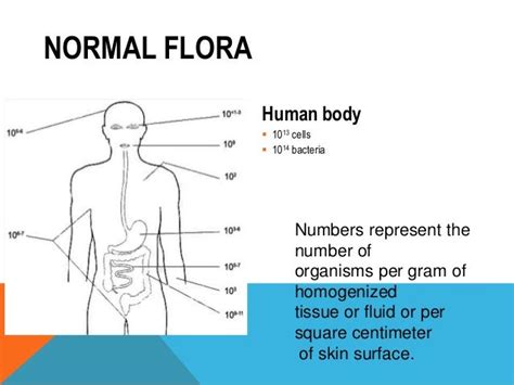 Preserve Your Skin's Natural Defenses: Nurturing the Beneficial Microbes for a Healthier Glow