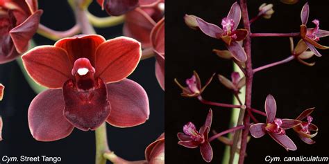 2 Cymbidium Street