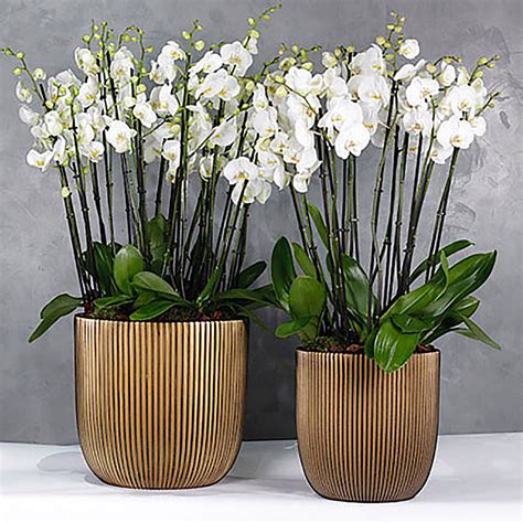 2 Orchids
