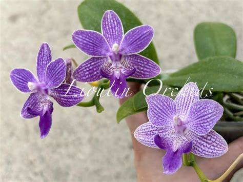 2 Orchids Instagram