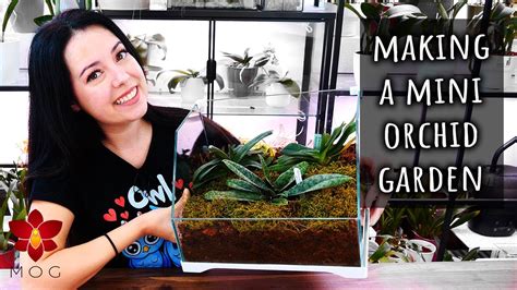 2 Orchids Youtube