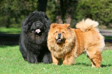 The dog in world Chow Chow dogs