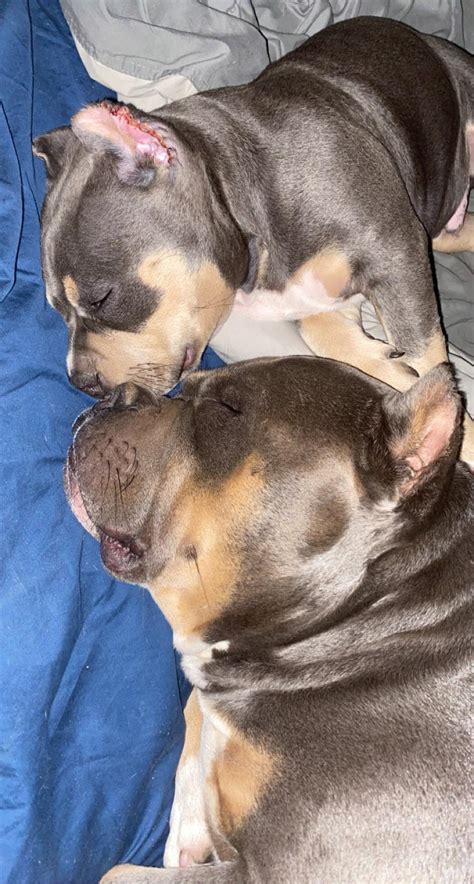 2 chicks hogging my dick