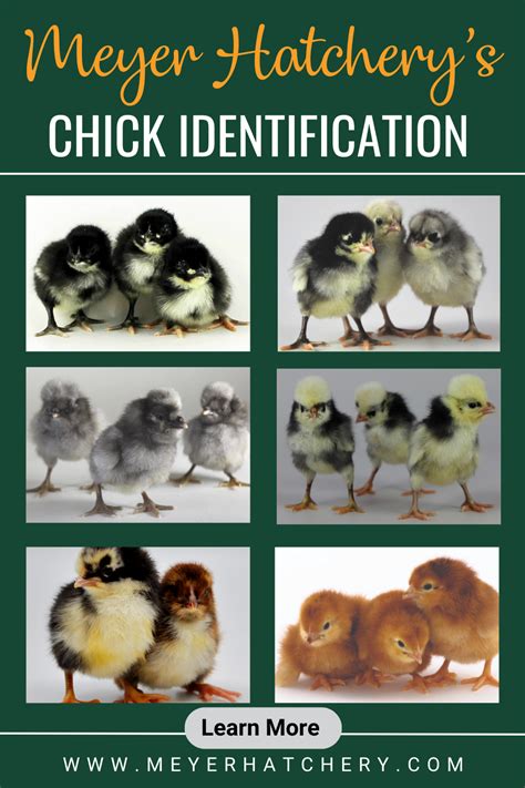 2 pricks and a chick