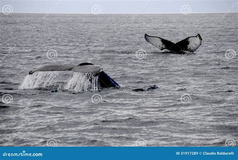2 tailn whale