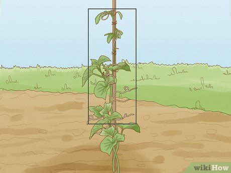 2. Continue to tie in the cucumber as it grows
