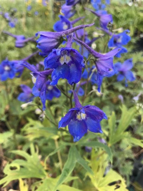 2. Delphinium