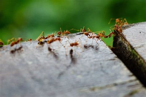 2. How to get rid of ants by stopping them entering