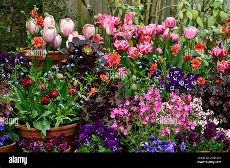 2. Include mixed planting in a large container
