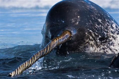 2. Narwhal