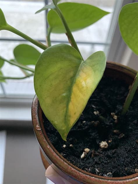 2. Not enough sunlight