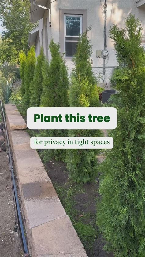 2. Selecting a tree to plant