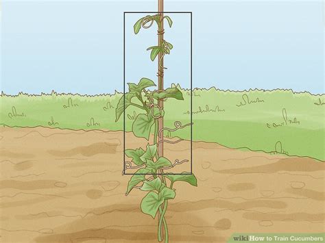 2. Tie in and train the cucumbers as they grow vertically