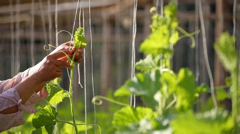 2. Tie in the cucumbers to help them grow vertically
