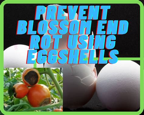 2. Using eggs to prevent blossom end rot