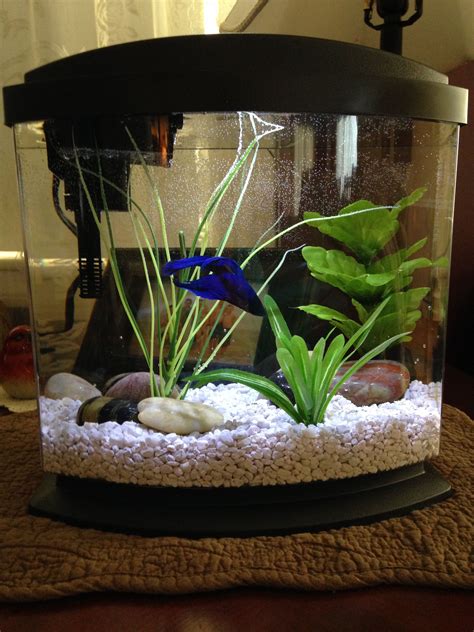 2.5 Gallon Tank For Betta