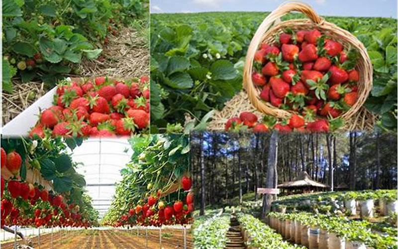 20 Lokasi Kebun Strawberry Yang Wajib Dikunjungi