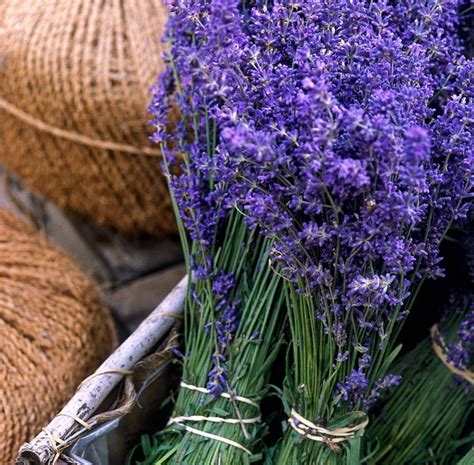 20 Manfaat Lavender Untuk Kesehatan Dan Kecantikan