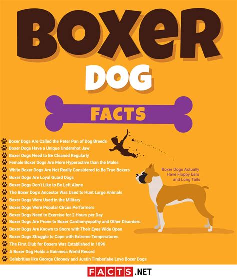 18 Facts about Boxer Dogs Anatomy, Ancestry, Nature & More