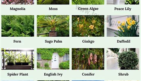 20 Plants Name In English Flowers List Of Flower s With Pictures