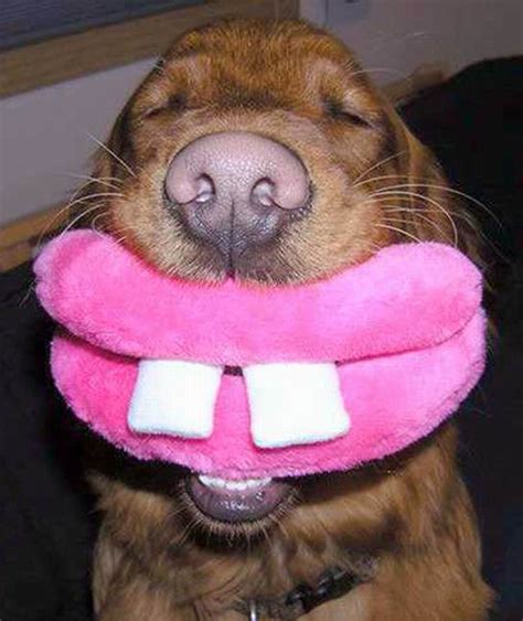 20+ Really Funny Pictures of Dogs EntertainmentMesh