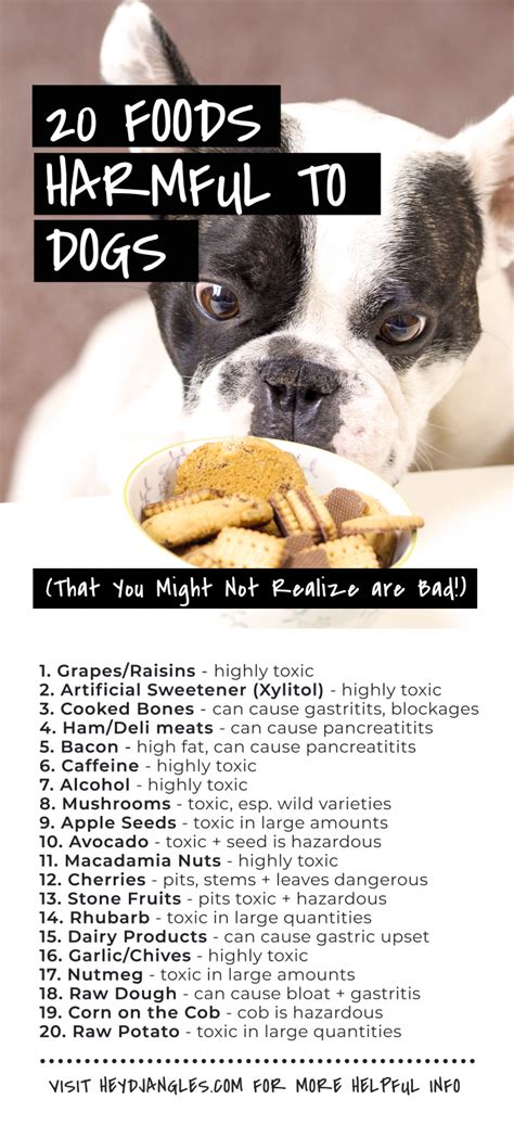 Protect Your Pup: Beware of These 20 Toxic Foods and Save Your Furry Friend from Harm!