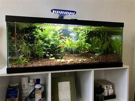 20 Gallon Betta Tank